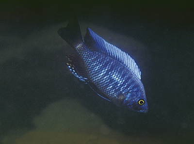 Copadichromis pleurostigmoides 'Nkhata Bay'
